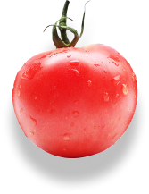 Tomato